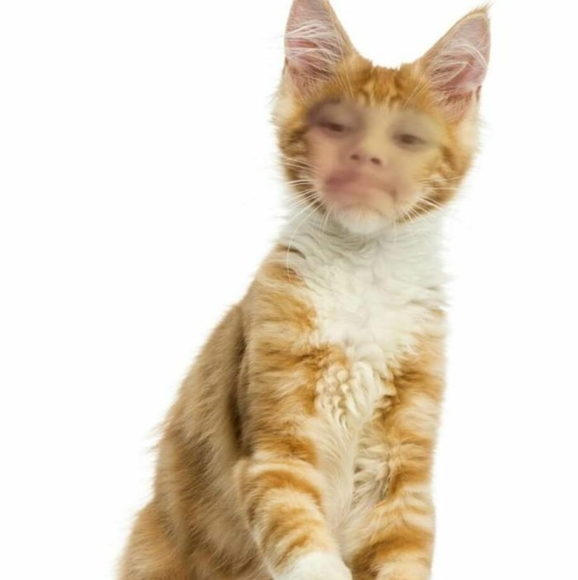 Meet your Posher, Taco from Morocco - Picture 1 of 1